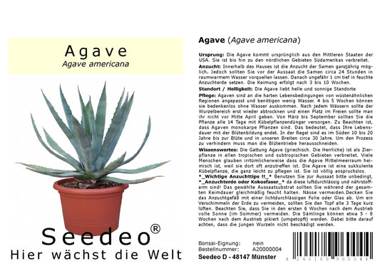 Seedeo® Agave - Agave americana 10 Samen