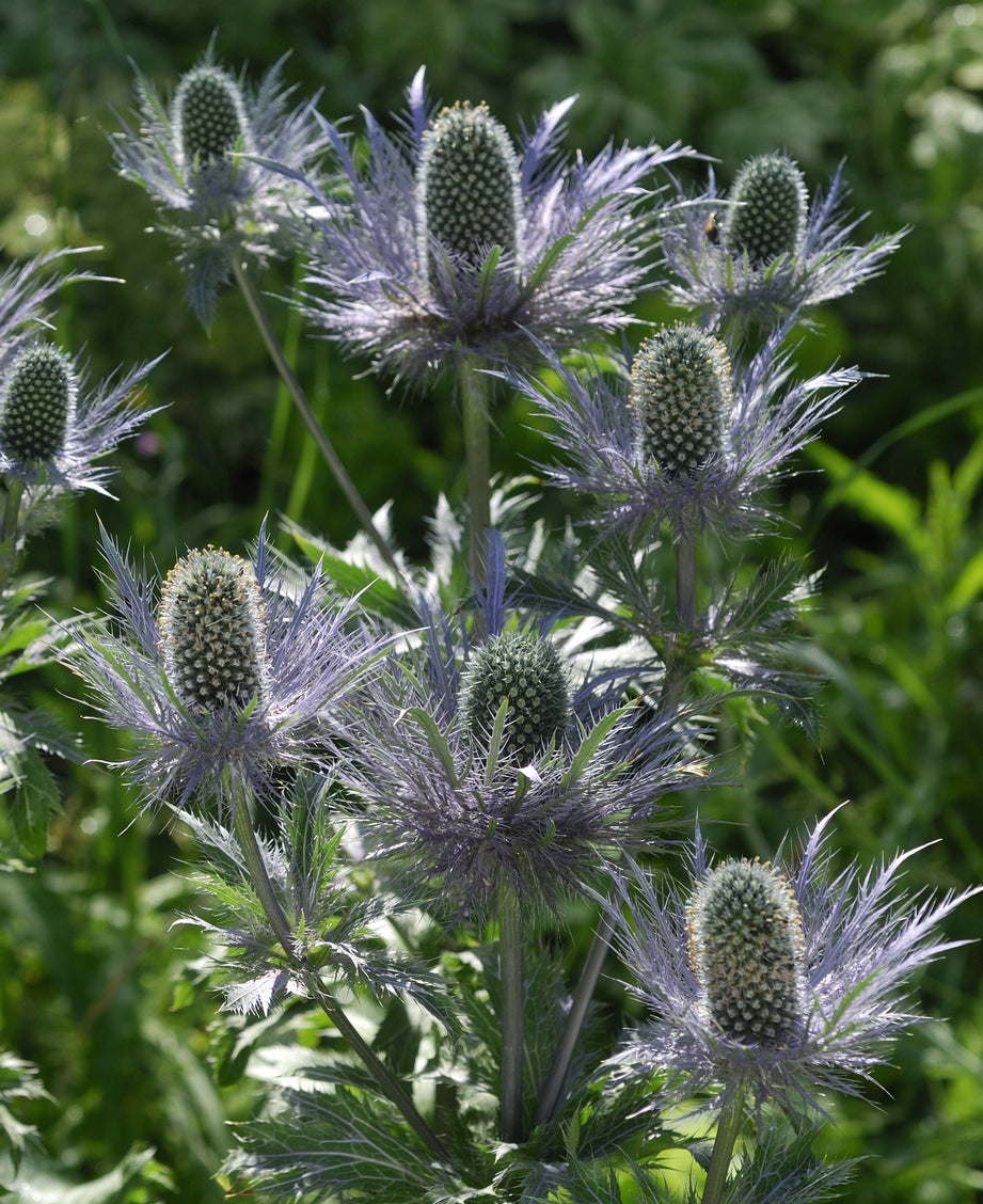 Seedeo® Alpendistel Blue Star (Eryngium alpinum) ca. 30 Samen