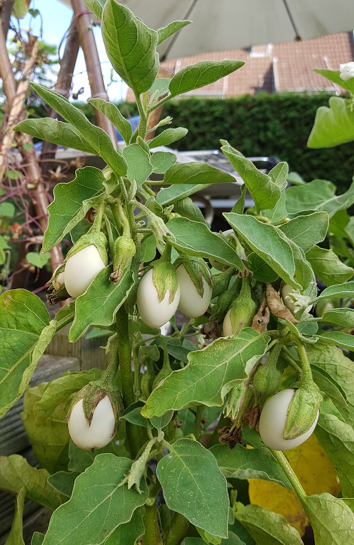 Seedeo® Eierbaum (Solanum melonga) 20 Samen