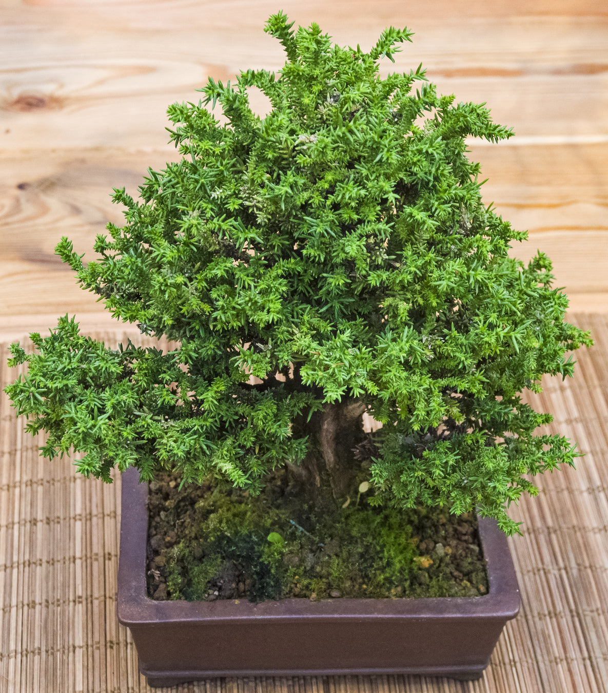 Seedeo® Japanische Sicheltanne (Cryptomeria japonica) Bonsai 100 Samen