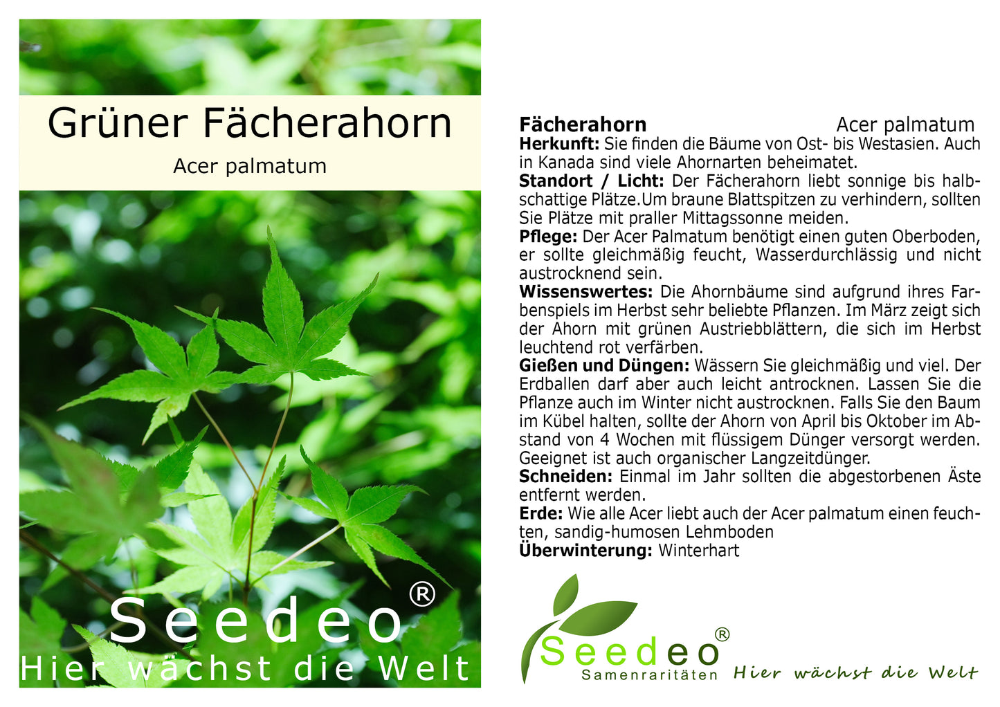 Seedeo® Grüner Fächerhorn (Acer palmatum) Pflanze ca. 50 cm - 70 cm hoch