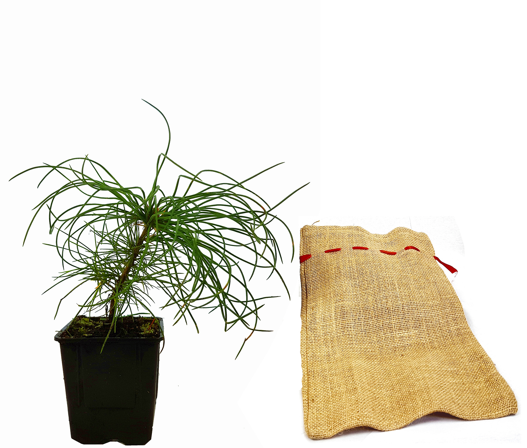 Seedeo® Armands / Davids-Kiefer (Pinus armandii) Pflanze 2 Jahre Geschenkedition Topf mit Sterne