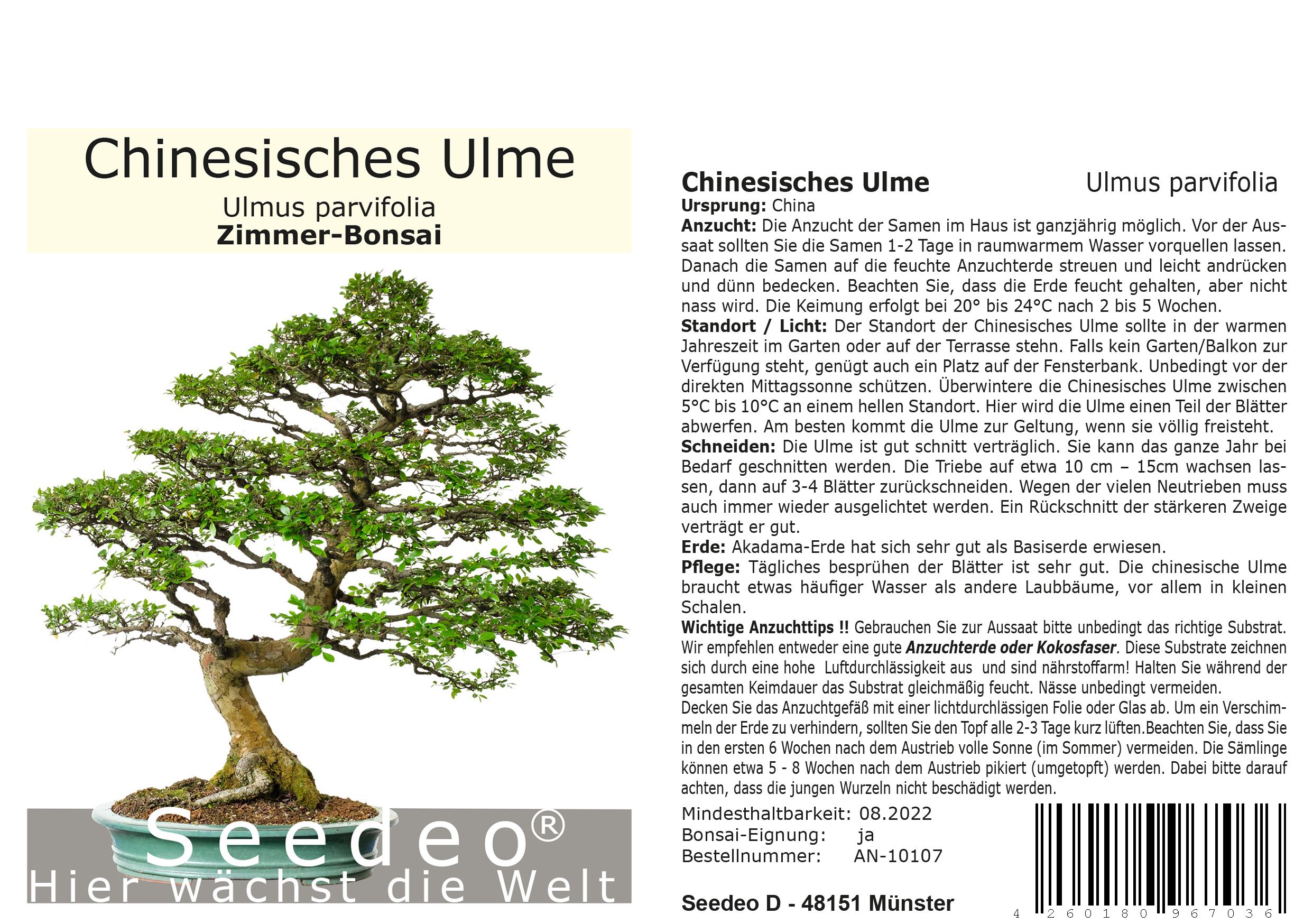Seedeo® Chinesisches Ulme (Ulmus parvifolia) Bonsai 35 Samen