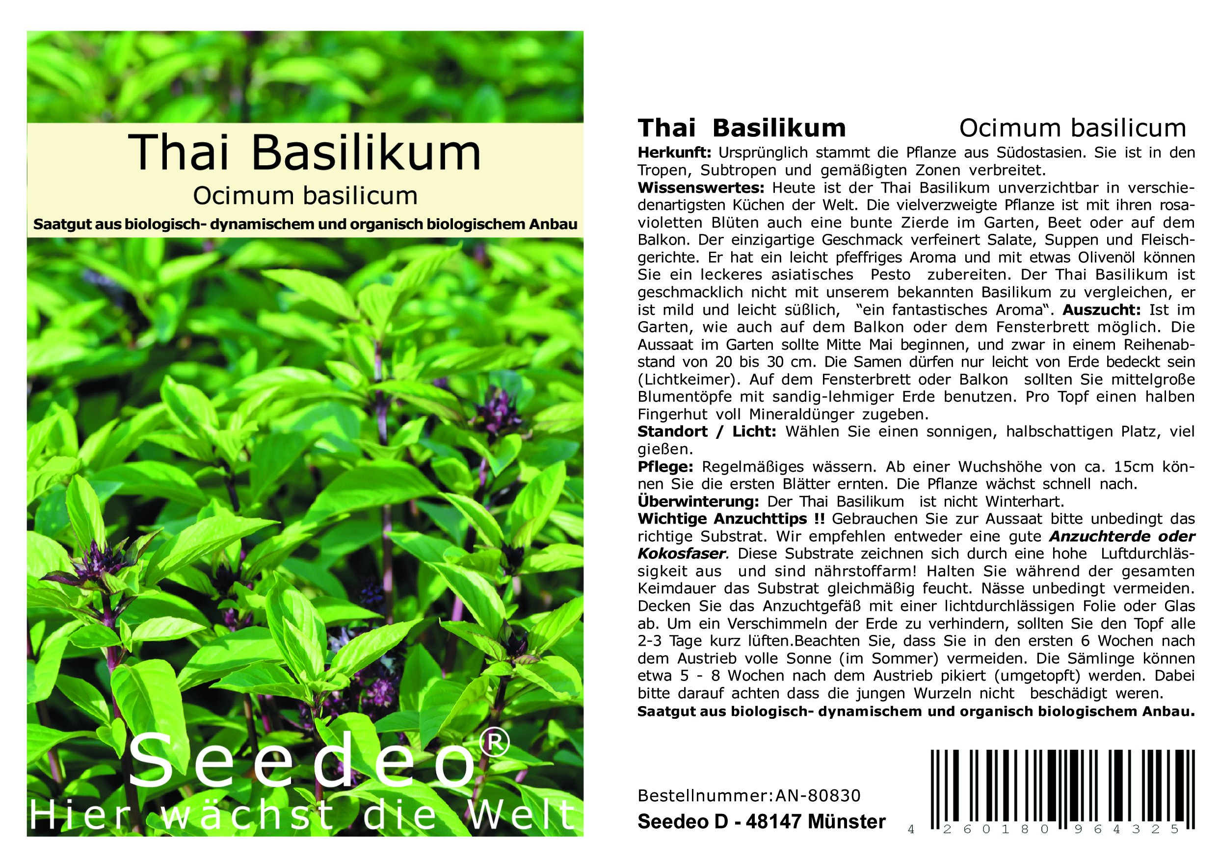 Seedeo® Thai Basilikum (Ocimum basilicum) 200 Samen BIO