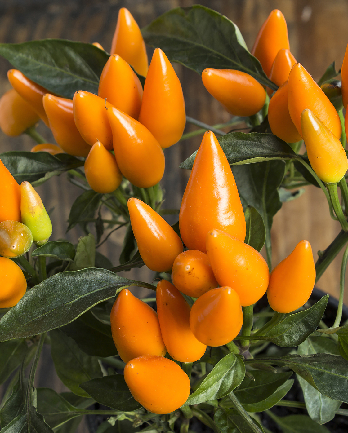 Seedeo® Chili Capela orange (Capsicum frutescens) BIO
