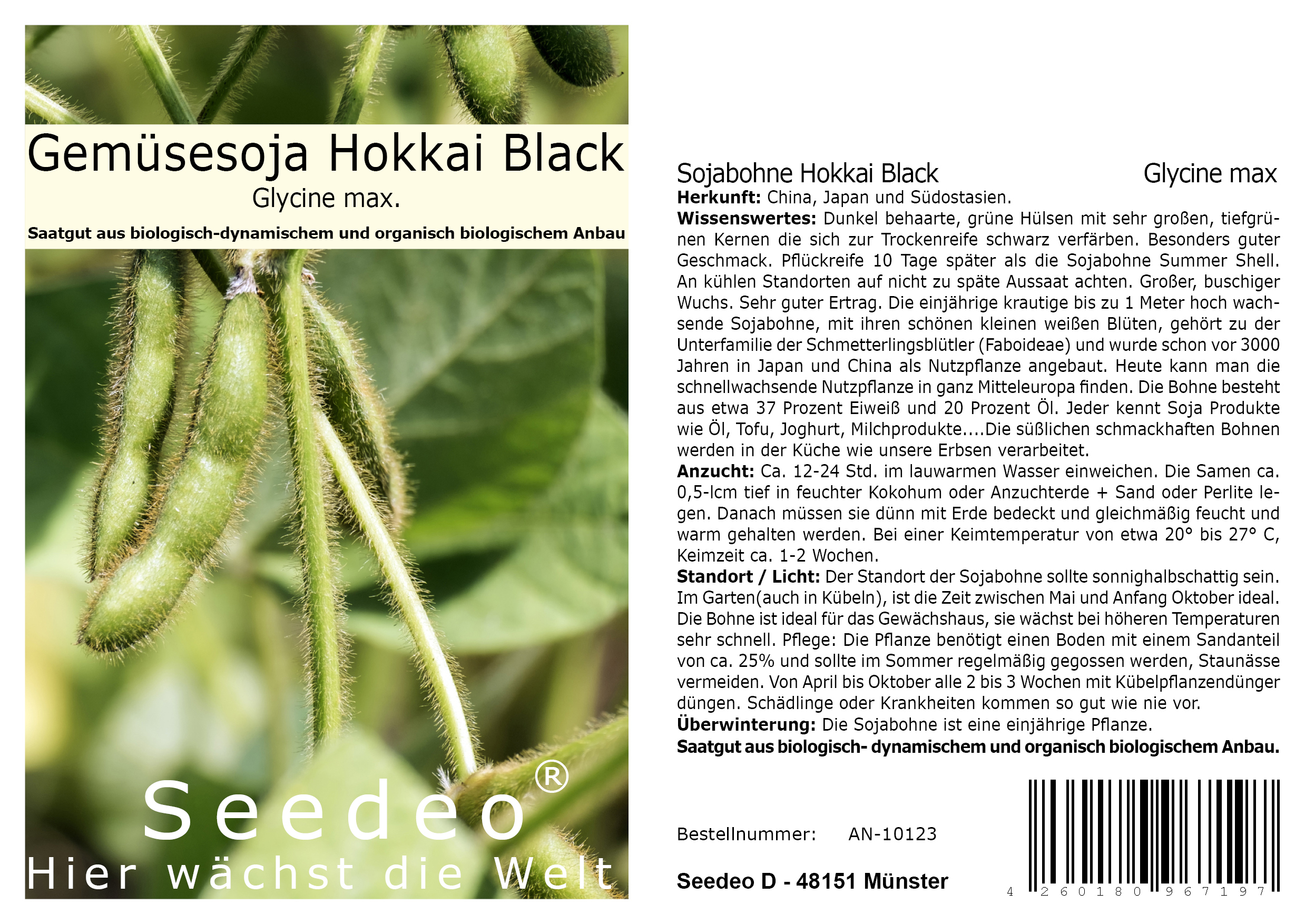 Seedeo® Sojabohne Hokkai Black (Glycine max) ca. 30 Samen BIO