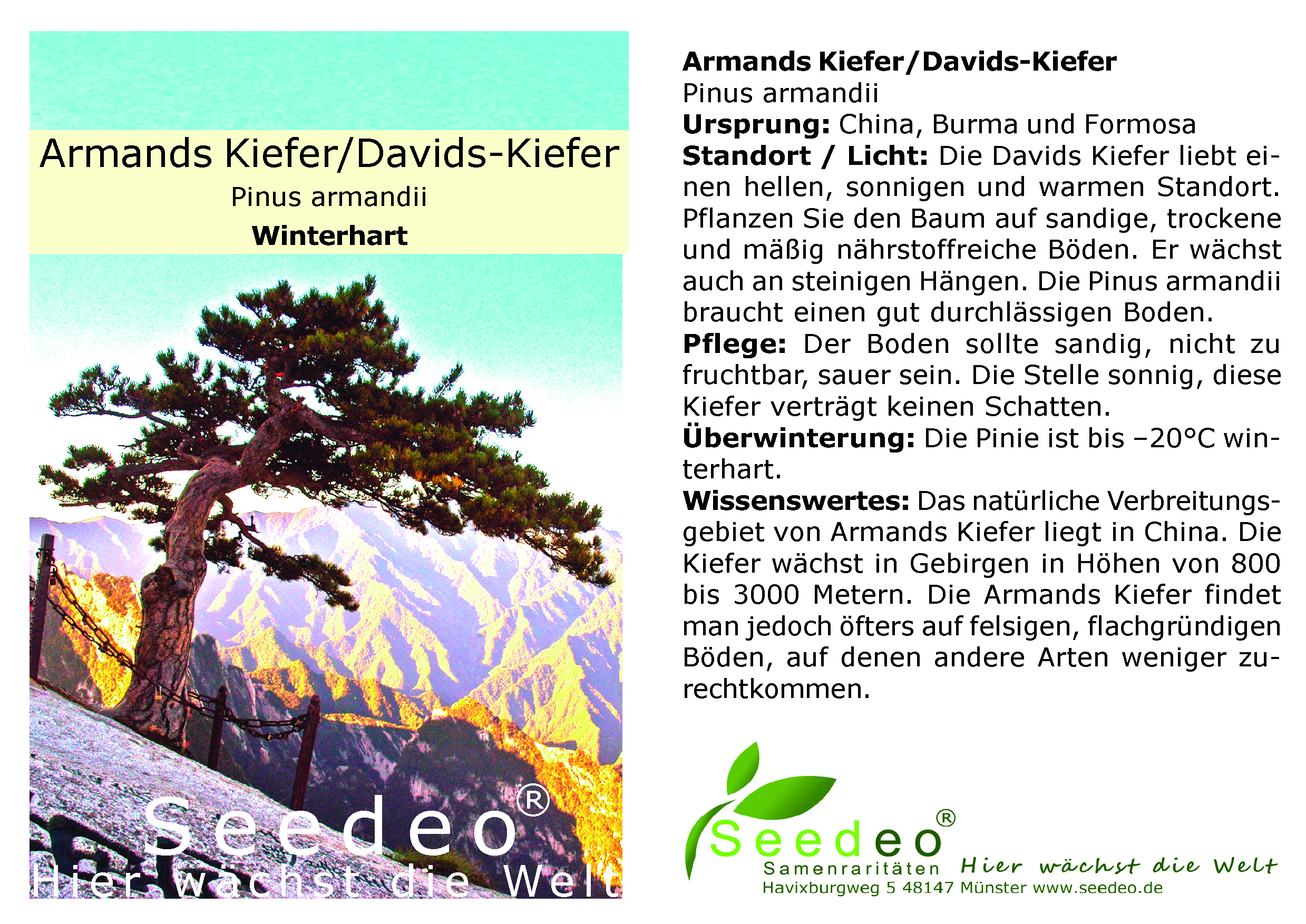 Seedeo® Armands Kiefer/Davids-Kiefer (Pinus armandii) ca. 15 cm hoch