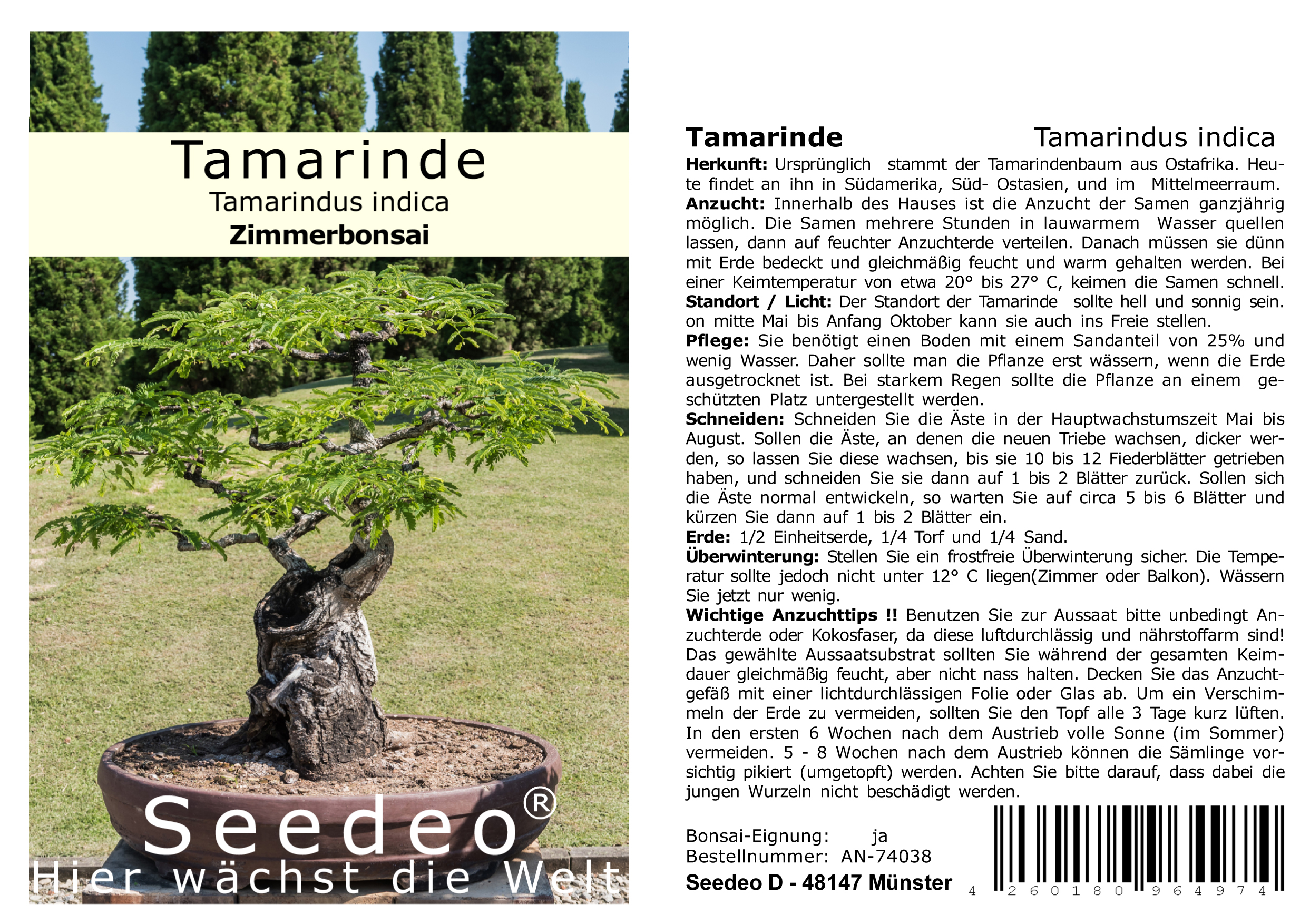 Seedeo® Tamarinde Indische Gewürzrinde (Tamarindus indica) Bonsai 6 Samen