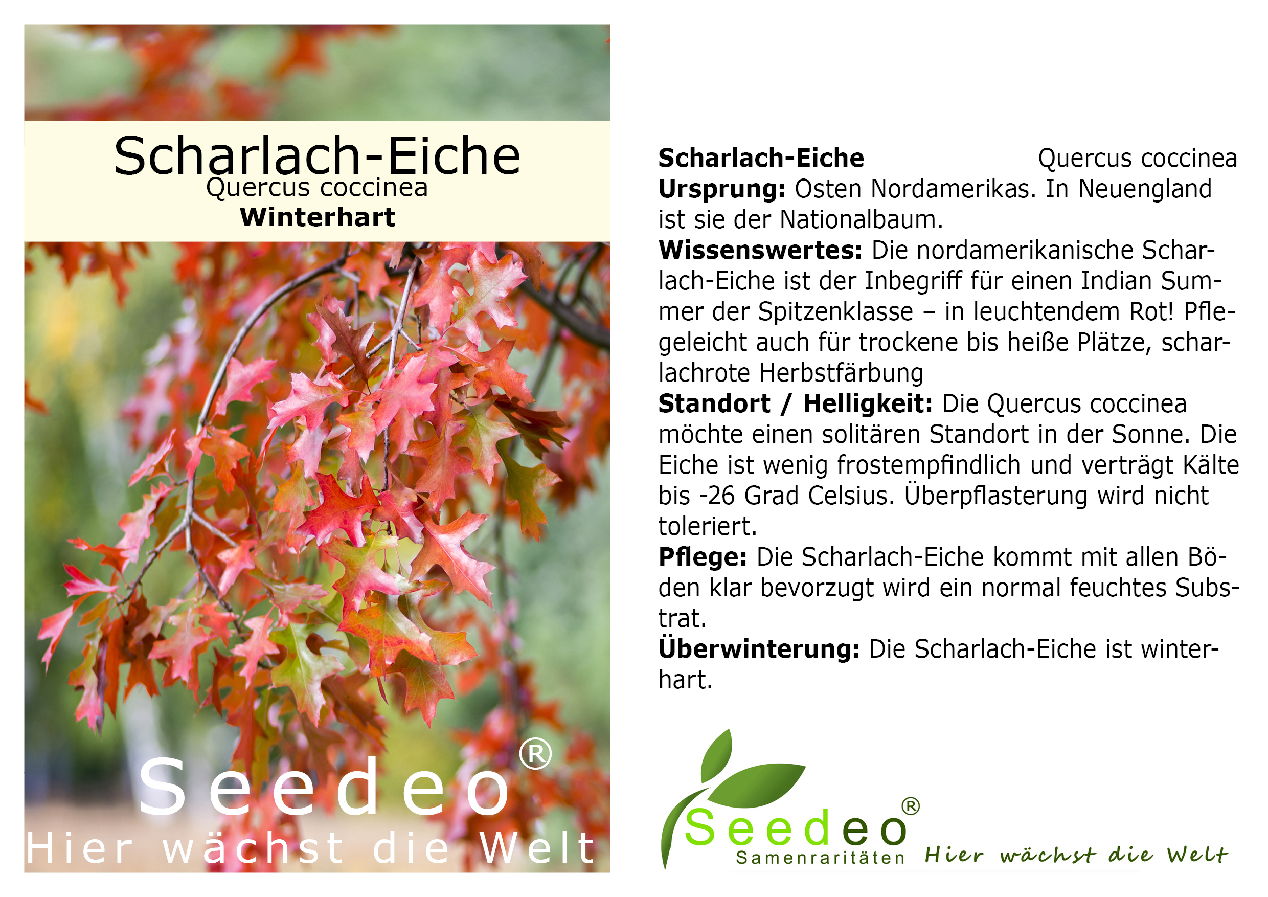 Seedeo® Scharlach-Eiche (Quercus coccinea) Pflanze ca. 50 cm - 80 cm hoch