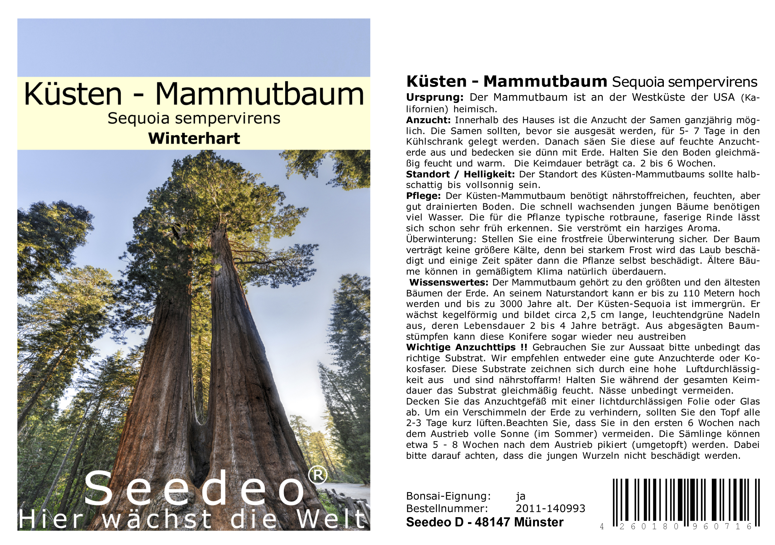 Seedeo® Küsten-Mammutbaum (Sequoia sempervirens) 50 Samen