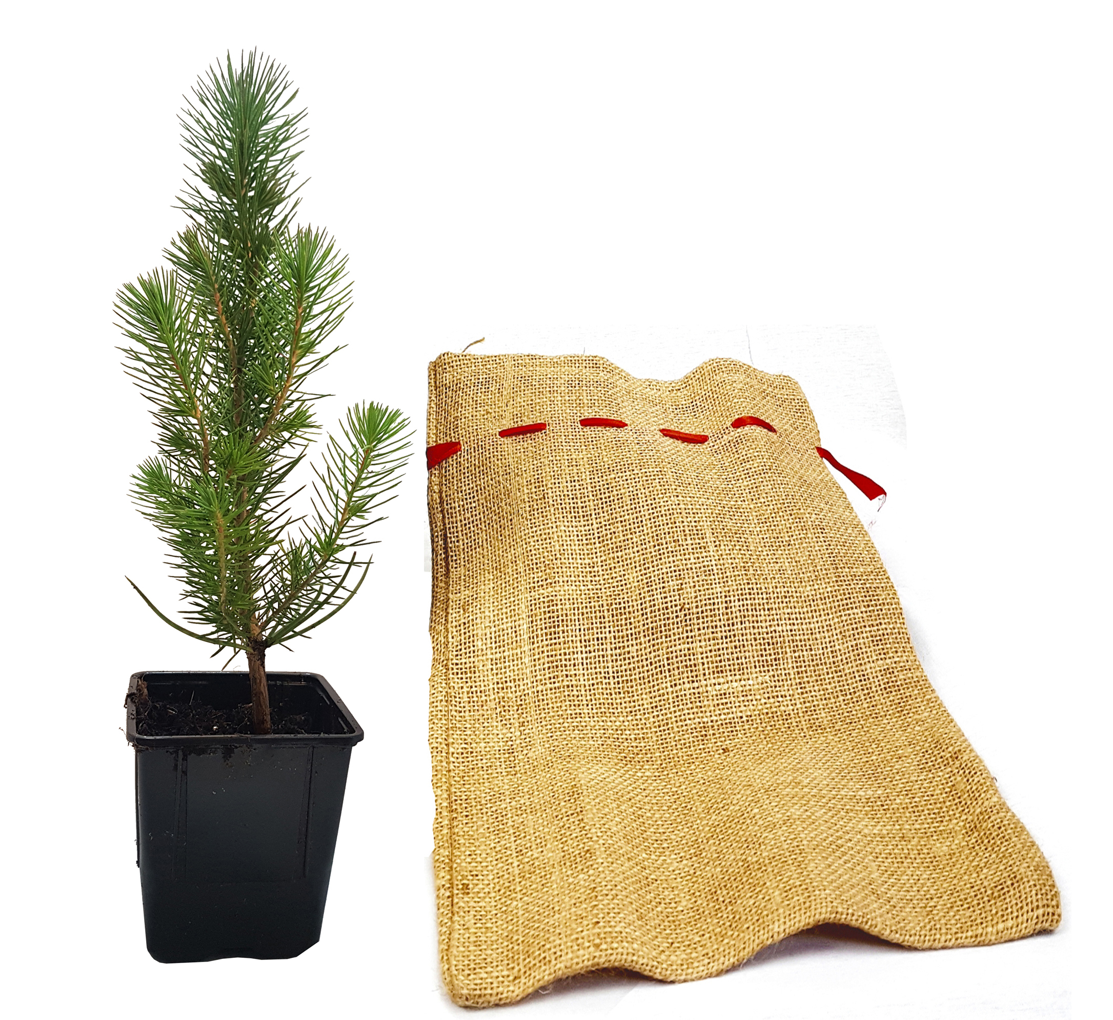 Seedeo® Mittelmeer Pinie (Pinus pinea) Pflanze 1 Jahre Geschenkedition Topf mit Sternen