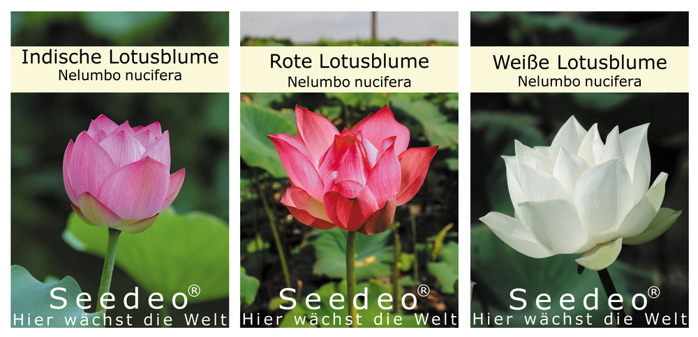 Lotusblumen 3 Set Kopie