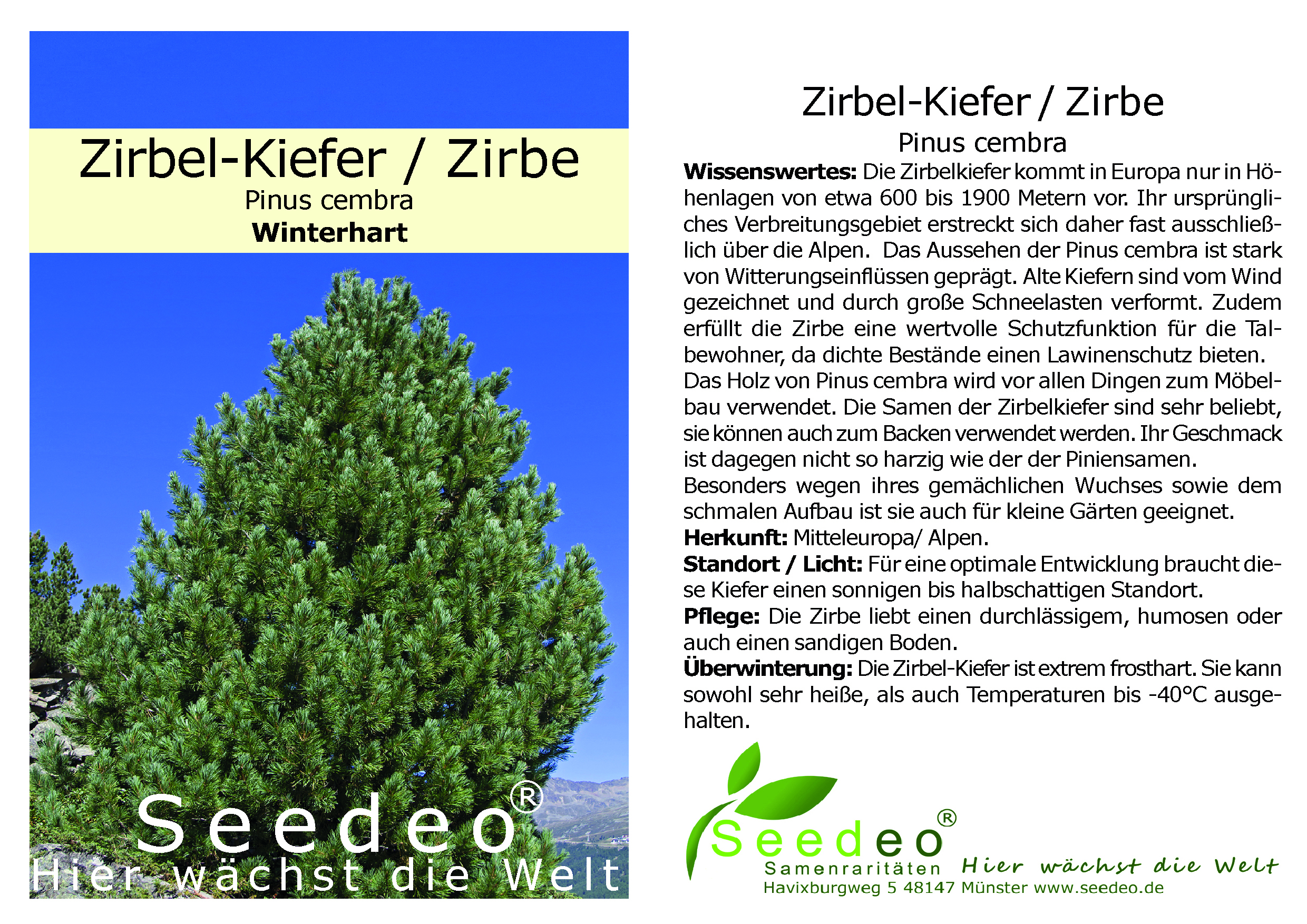 Seedeo® Zirbel-Kiefer/Zirbe (Pinus cembra) ca. 10 cm hoch Geschenkedition Topf mit Sternen