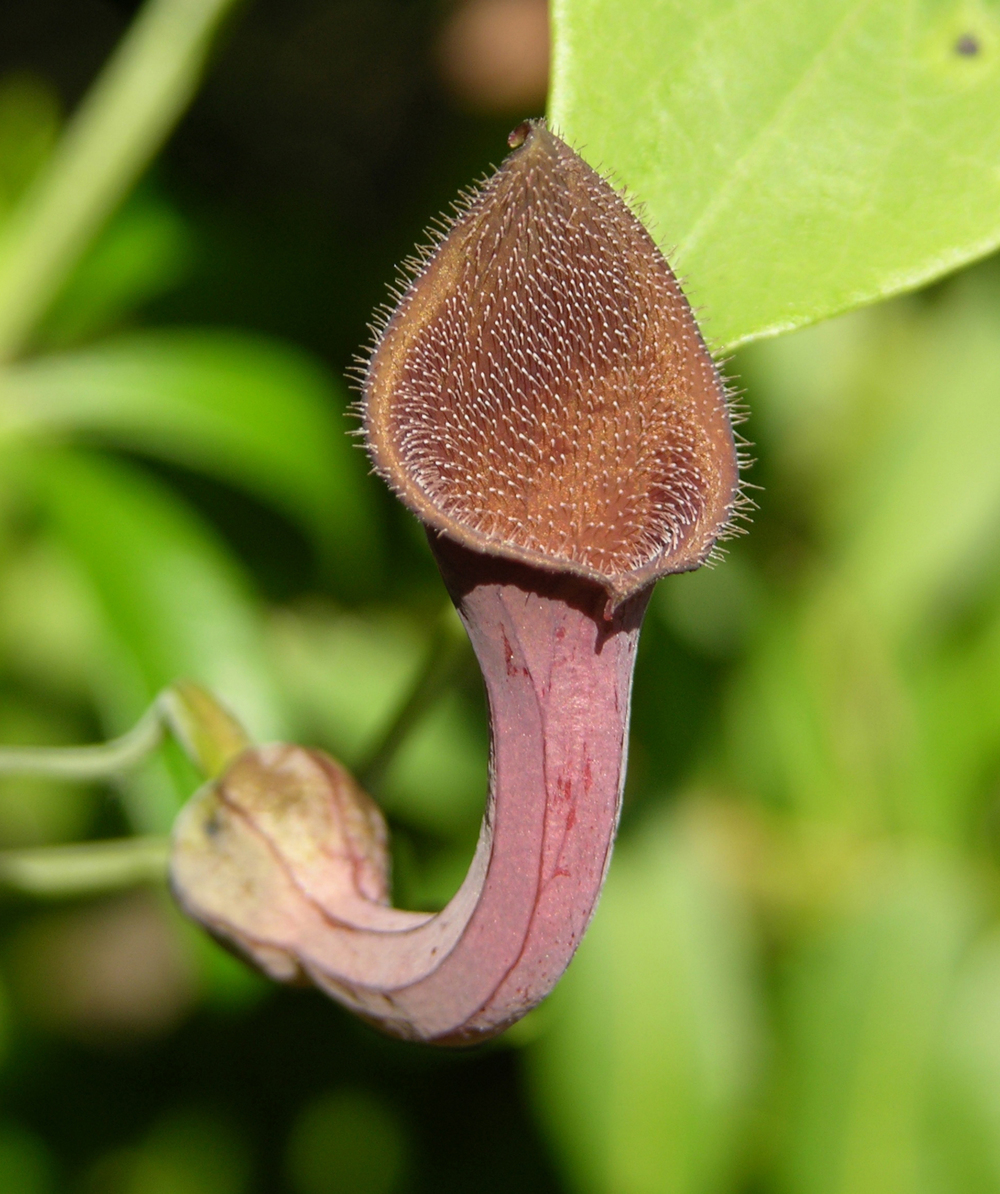 Andalusische Gespensterpflanze (Aristolochia baeticca )