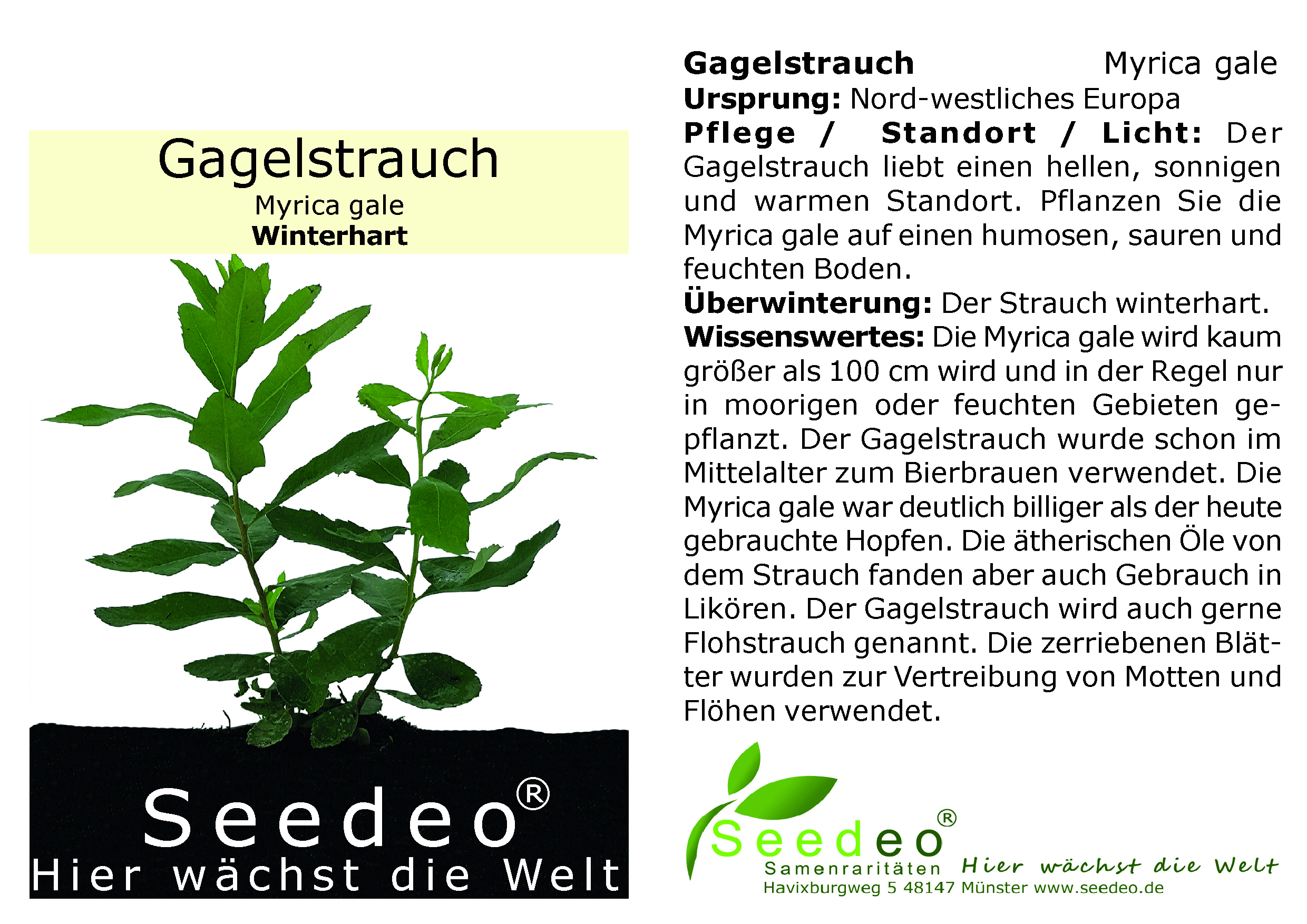 Seedeo® Gagelstrauch (Myrica gale) ca. 20 cm