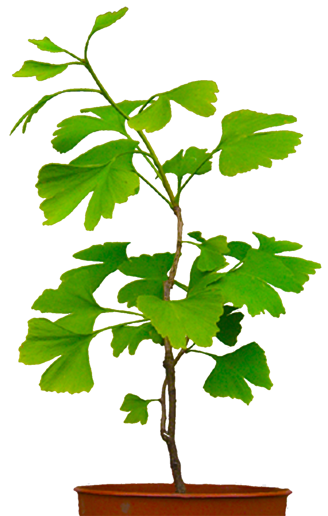 Seedeo® Ginkgo (Ginkgo biloba) Pflanze ca. 2,5 Jahre alt