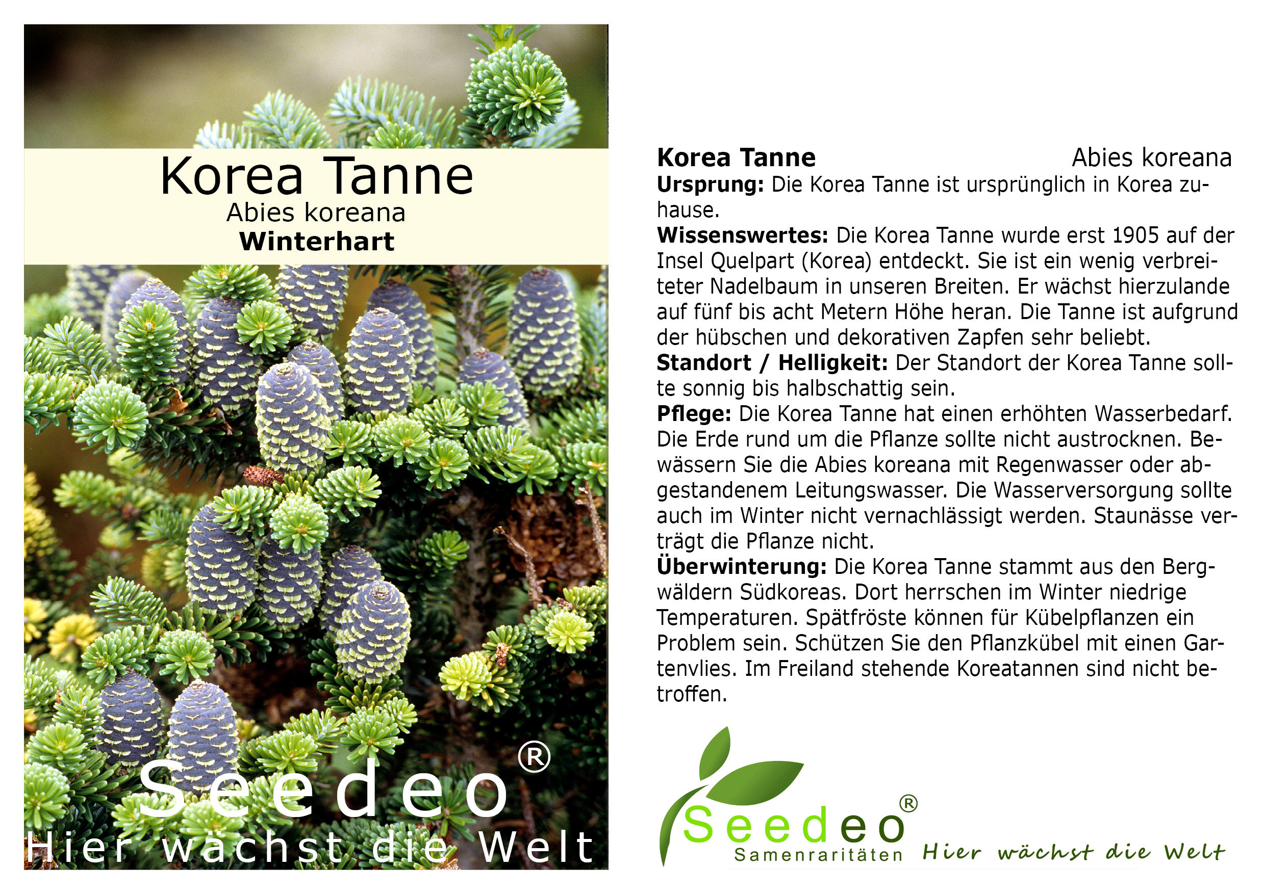 Seedeo® Korea Tanne (Abies koreana) Pflanze ca. 20 cm