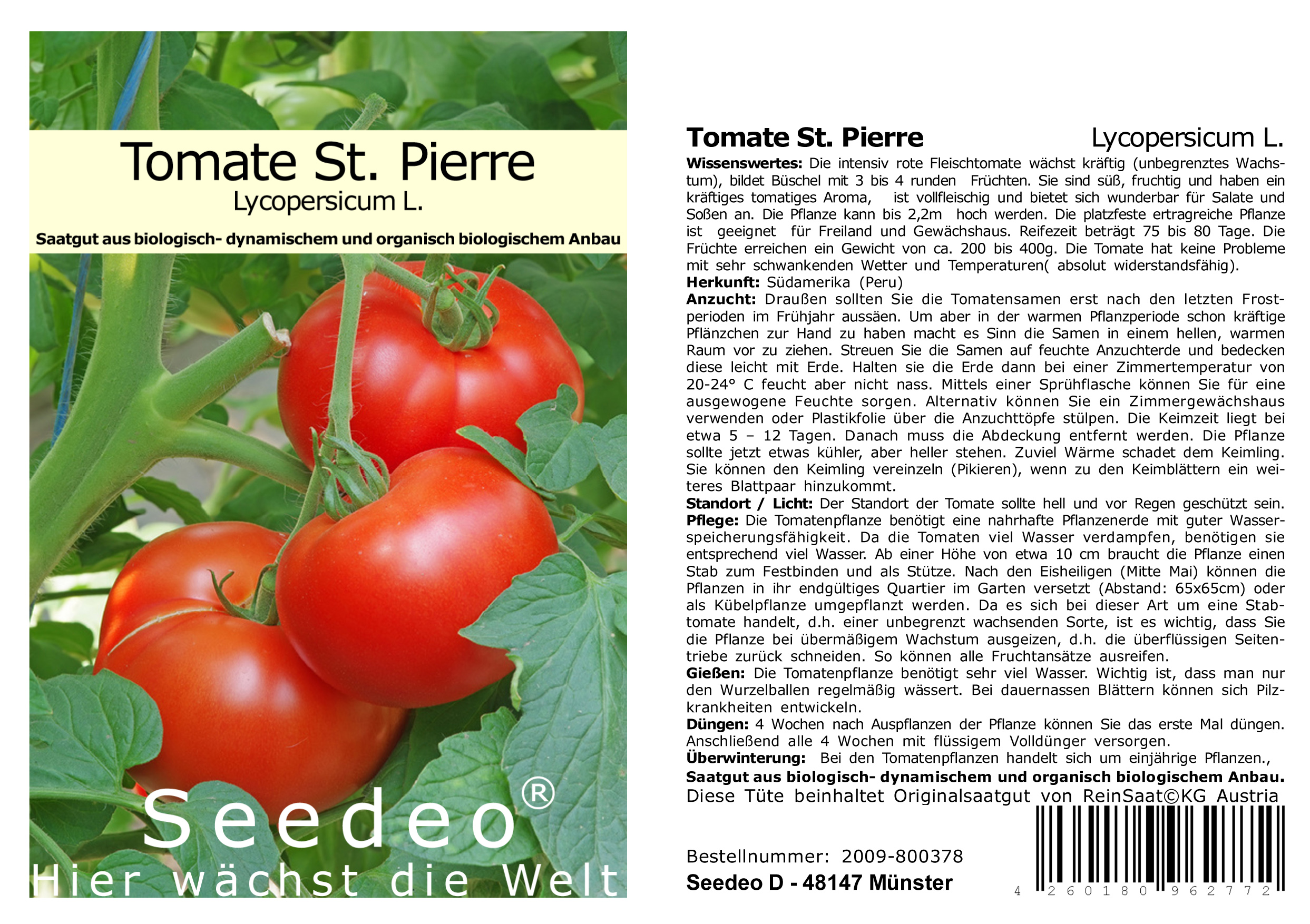 Seedeo® Tomate St. Pierre (Lycopersicum L.) 25 Samen BIO