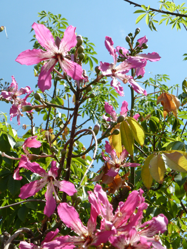 Bild Brasilianischer Florettseidenbaum  (Chorisia speciosa)	 10 Samen