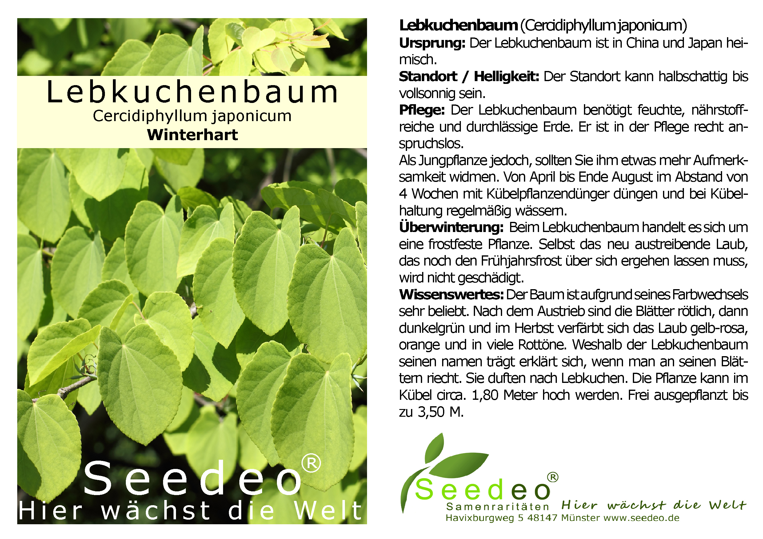 Seedeo® Lebkuchenbaum (Cercidiphyllum japonicum) Pflanze ca. 50 cm