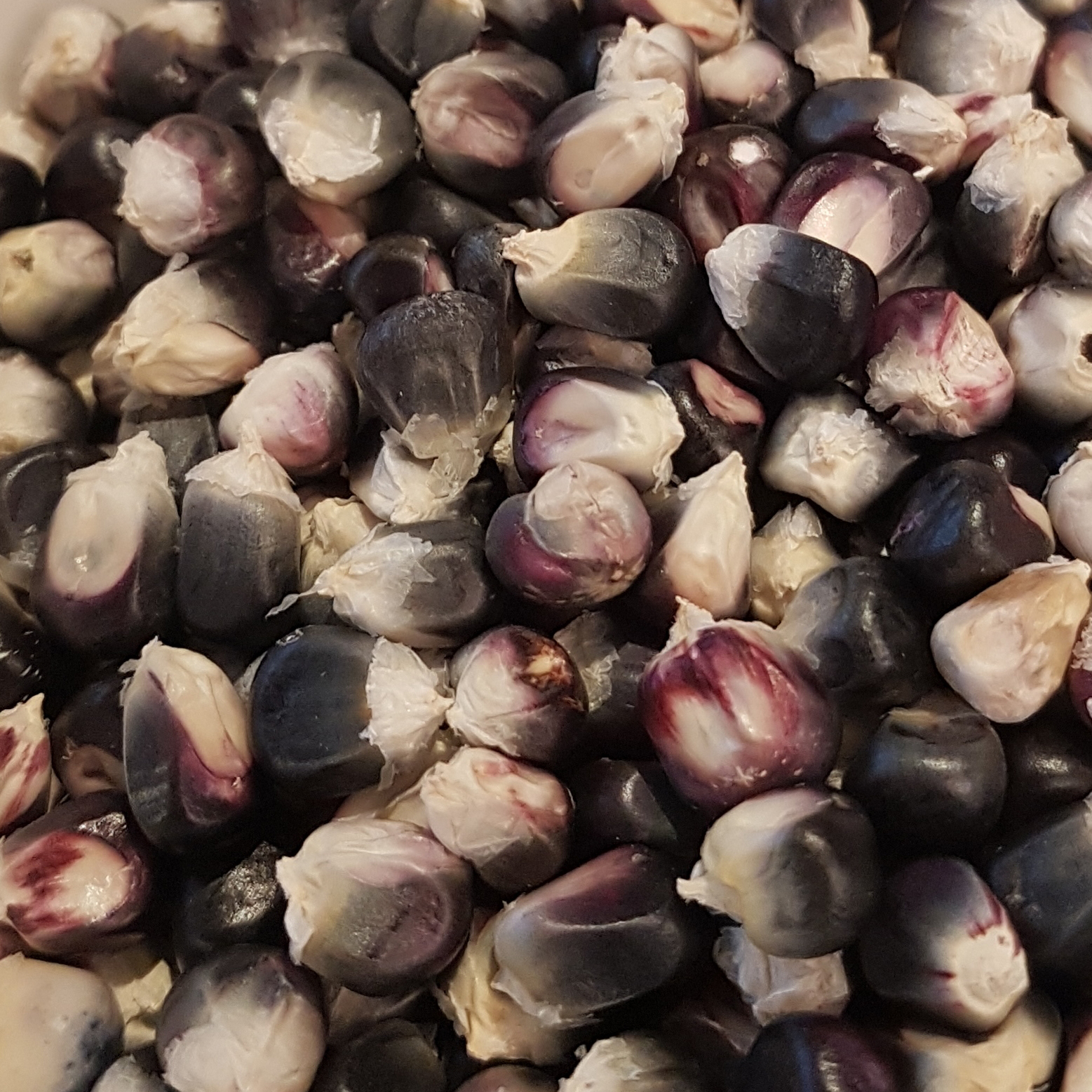 Seedeo® Schwarzer Mais /Tortillamais (Zea mais) ca. 25 Samen