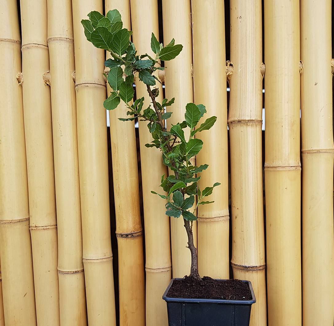 Seedeo® Iberische Korkeiche  (Quercus suber) 1 Jungpflanze ca. 30 cm