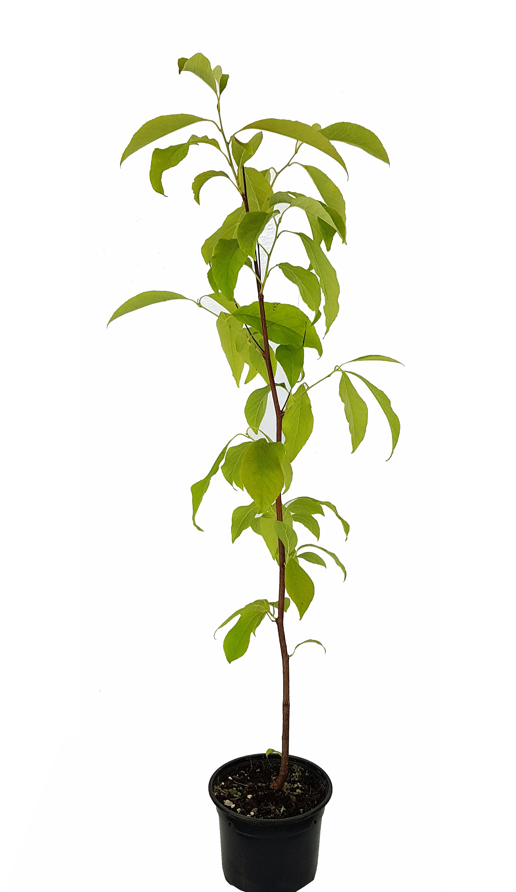 Schneeglöckchenbaum  (Halesia carolina) ca. 60 cm hoch