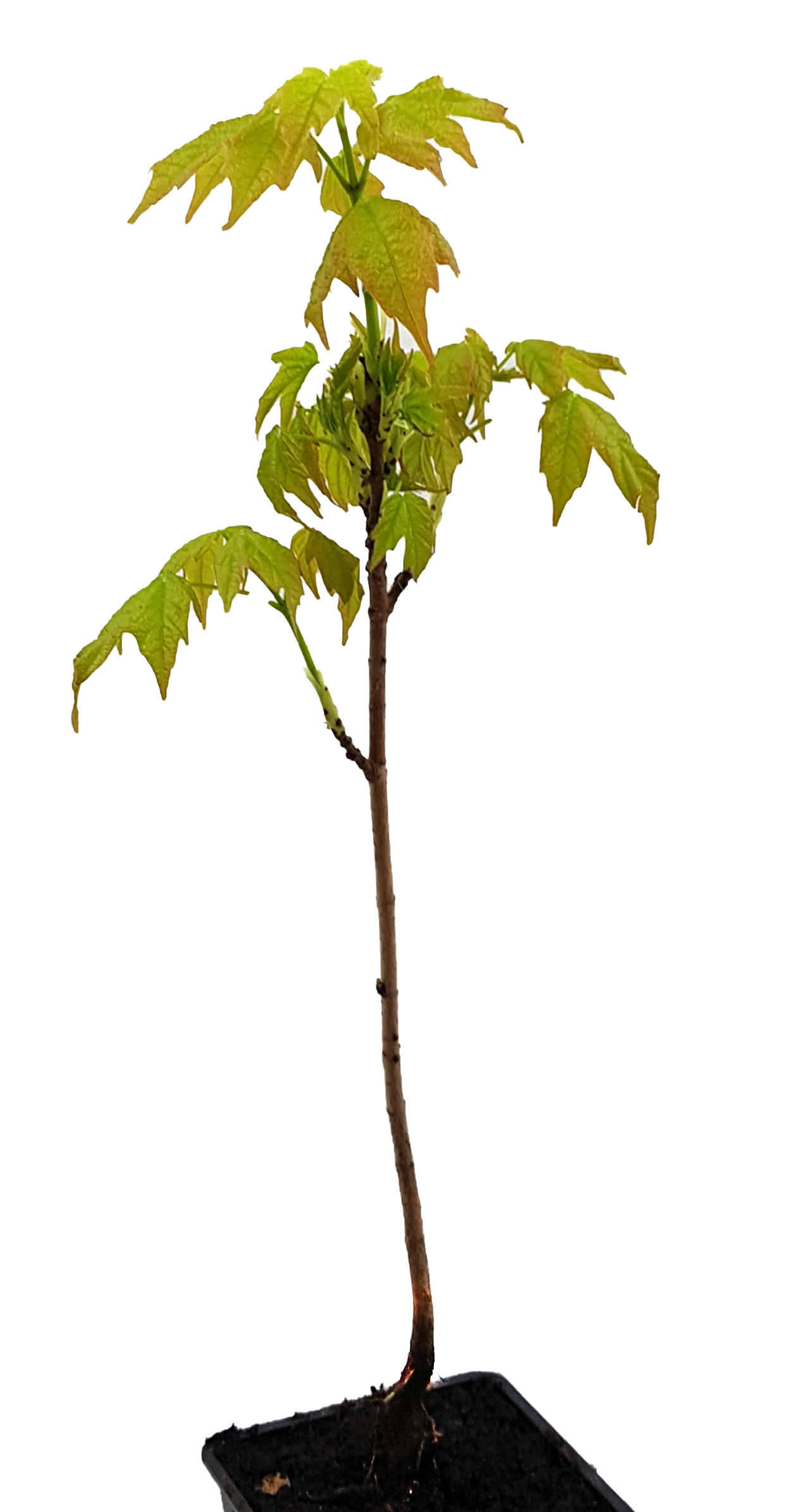 Seedeo® Zuckerahorn (Acer saccharum) Pflanze ca. 30 cm - 50 cm hoch