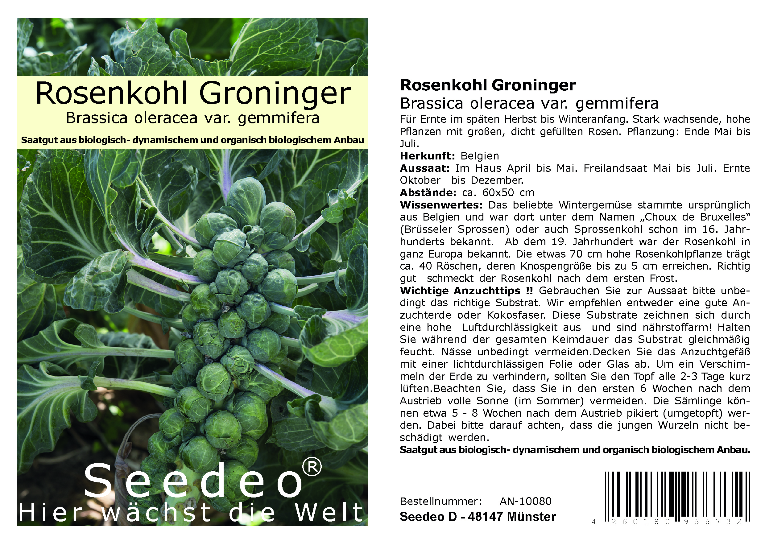 Seedeo® Rosenkohl Groninger  (Brassica oleracea var. gemmifera) 50 Samen BIO