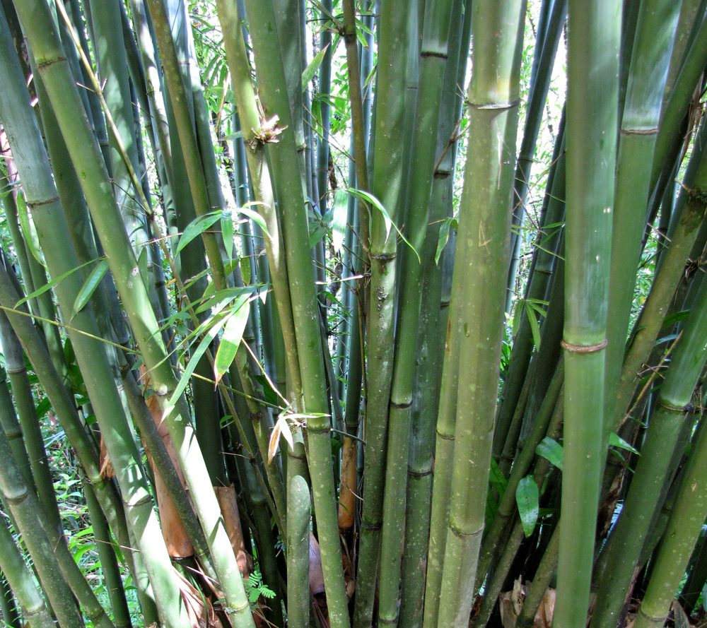 Großer Dornenbambus  Bambusa arundinacea