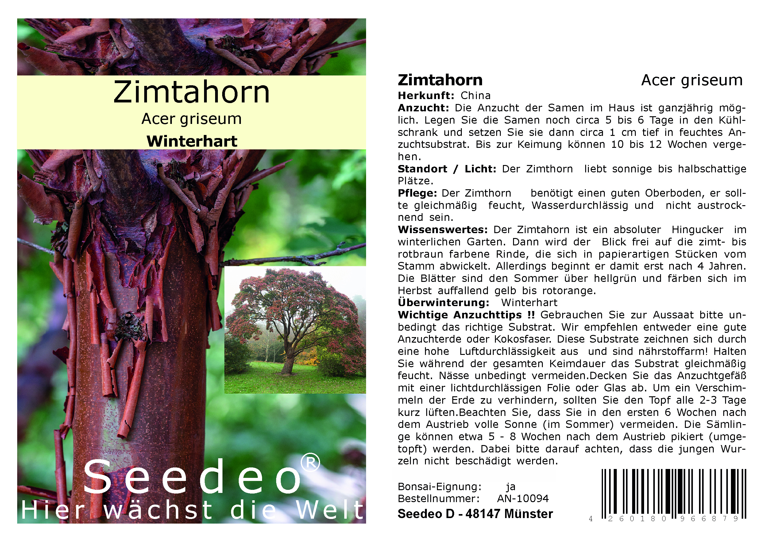 Seedeo® Zimtahorn (Acer griseum) 30 Samen
