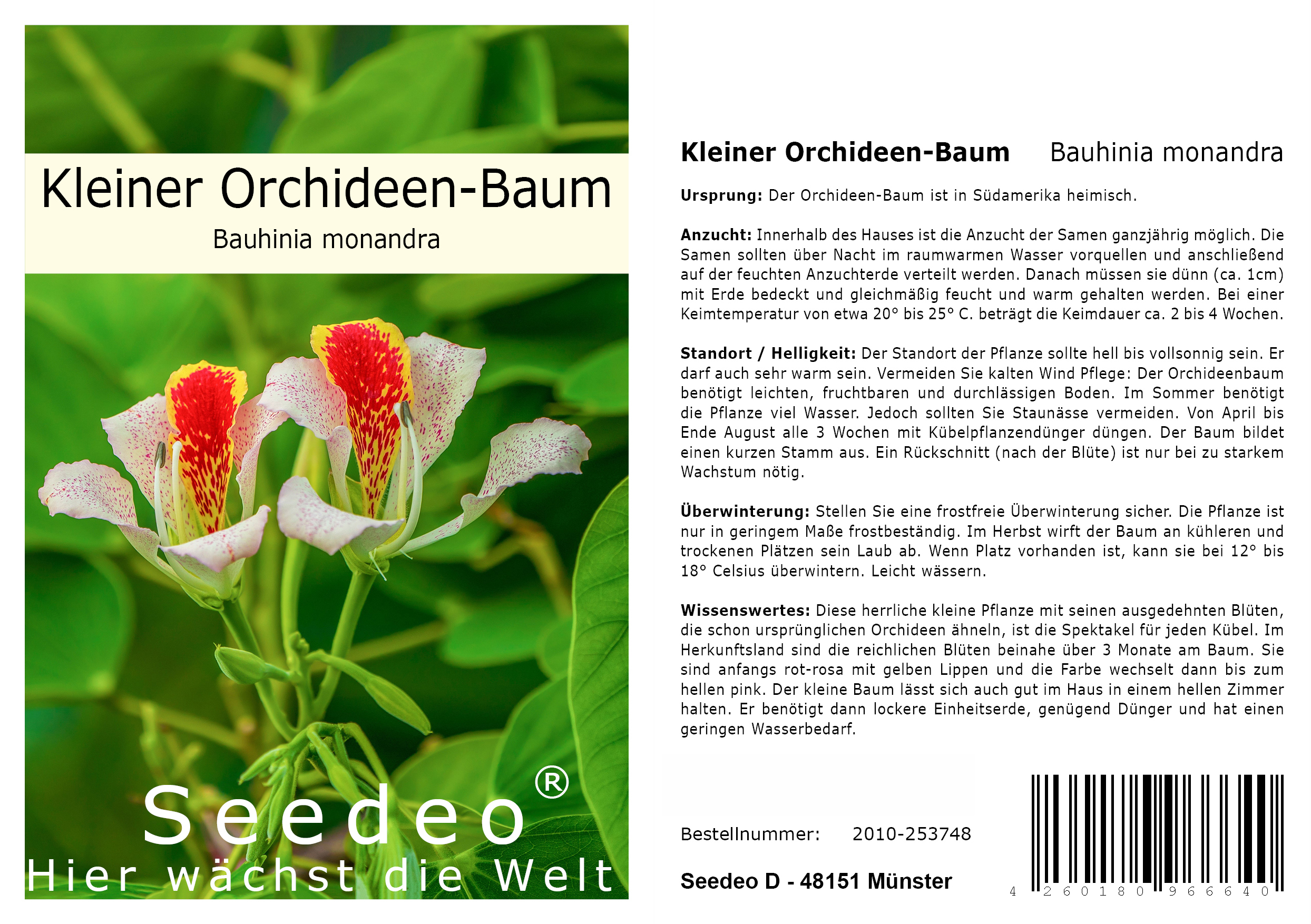 Seedeo® Kleiner Orchideen-Baum - (Bauhinia monandra) 10 Samen