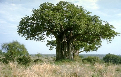Bild Affenbrotbaum (Adansonia digitata) 6 Samen
