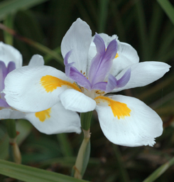 Bild Pfauenblume - Wilde Iris (Dietes grandiflora) 10 Samen