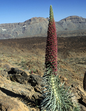 Bild Roter Teide-Natternkopf ( Echium wildpretii ) 30 Samen