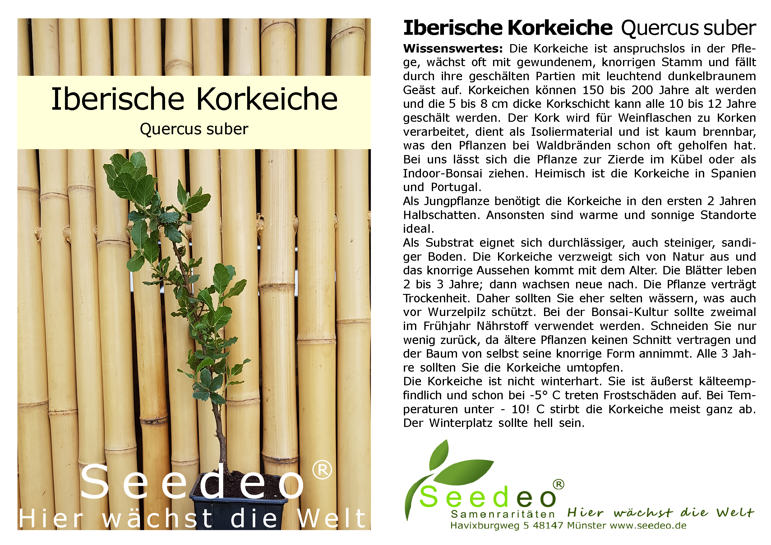 Seedeo® Iberische Korkeiche  (Quercus suber) 1 Jungpflanze ca. 30 cm