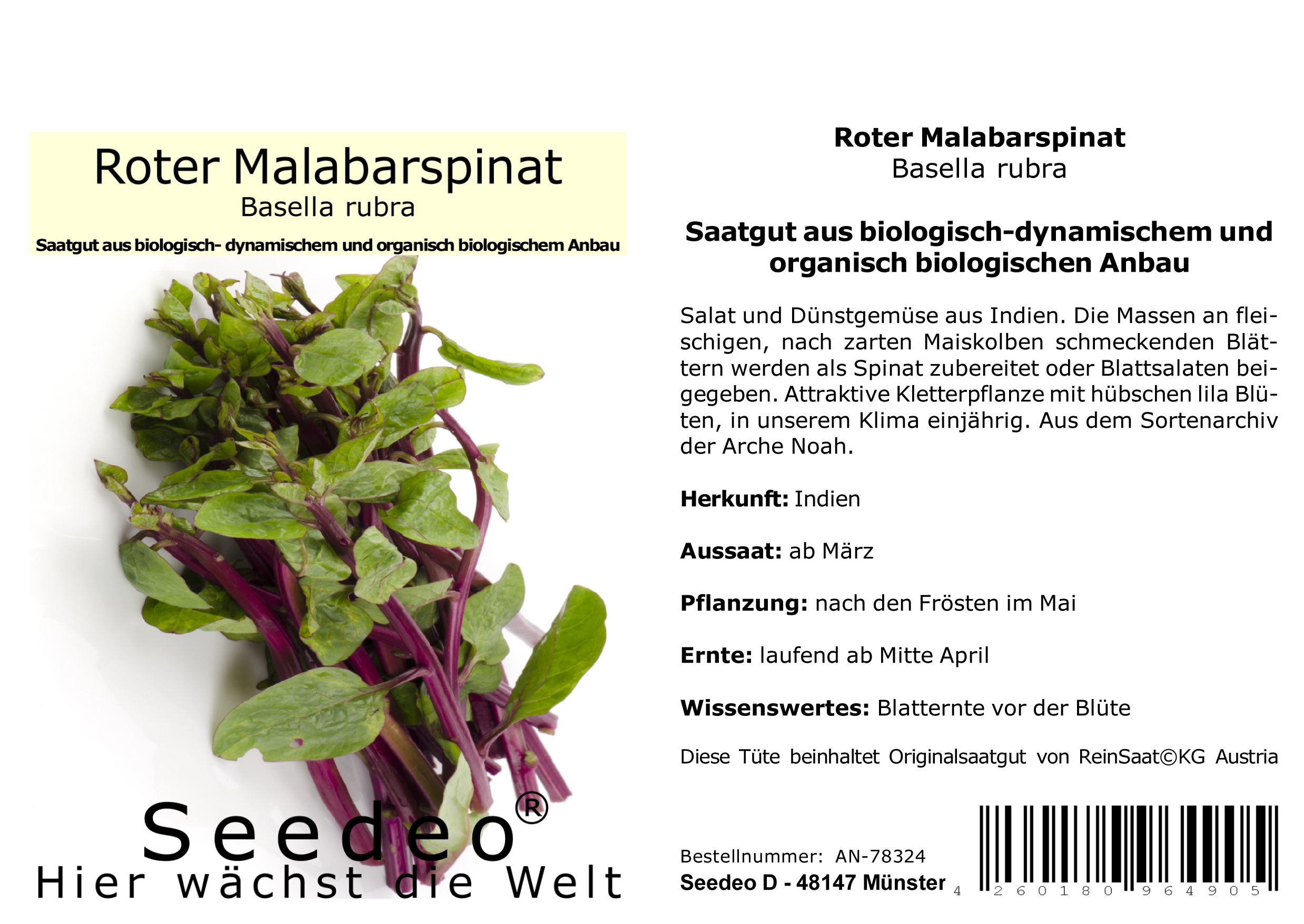 Seedeo® Roter Malabarspinat (Basella rubra) 15 Samen BIO