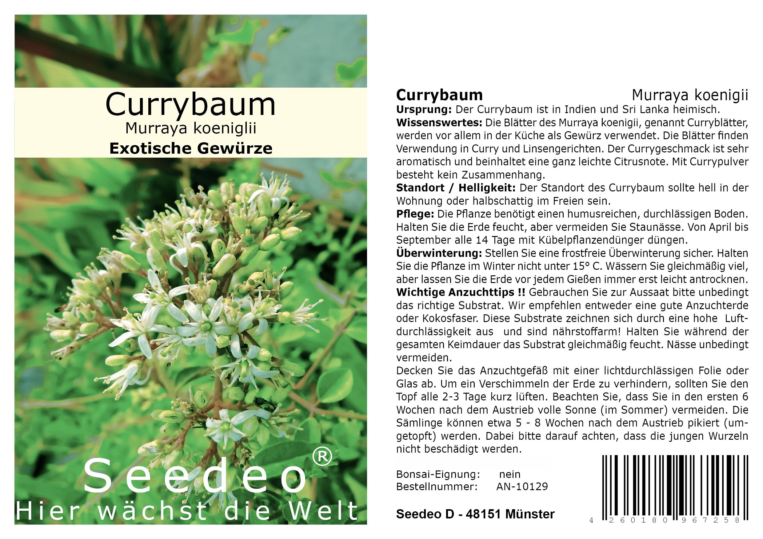 Seedeo® Currybaum/Curryblatt (Murraya koenigii) 10 Samen