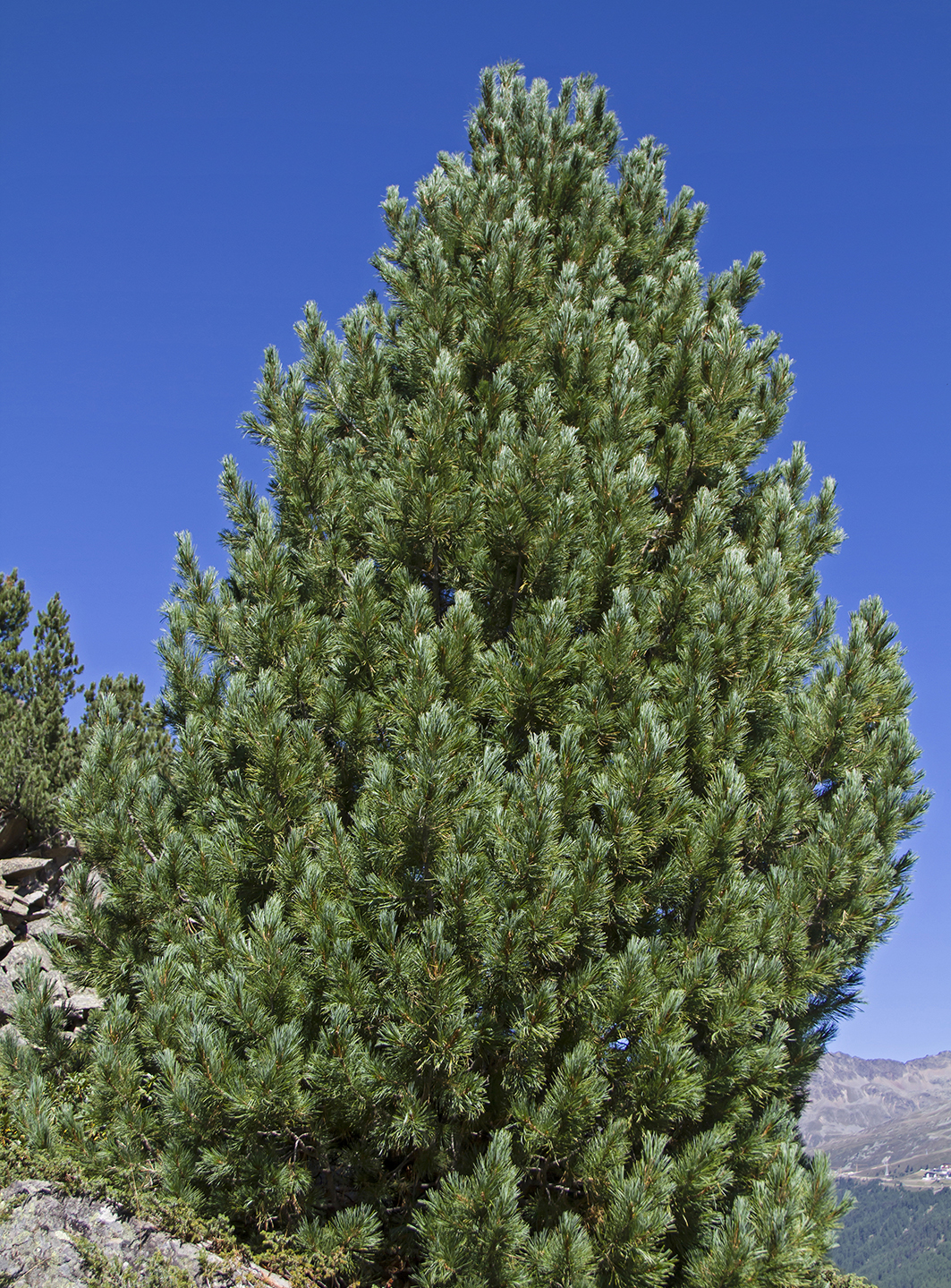 Zirbel-Kiefer / Zirbe (Pinus cembra) ca. 10 cm hoch