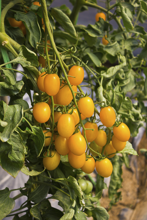 Seedeo® Tomate Dattelwein  (Lycopersicum esculentum) 20 Samen BIO