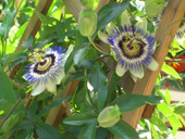 Bild Blaue Passionsblume (Passiflora caerulea)  25 Korn