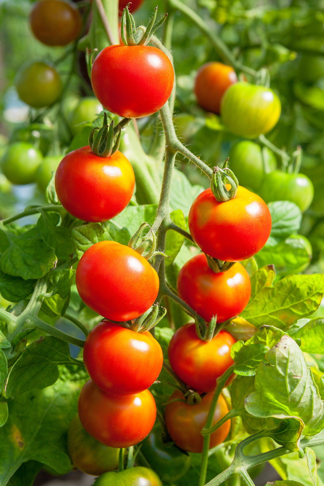 Seedeo® Tomate Hellfrucht (Lycopersicum L.)  25 Samen BIO