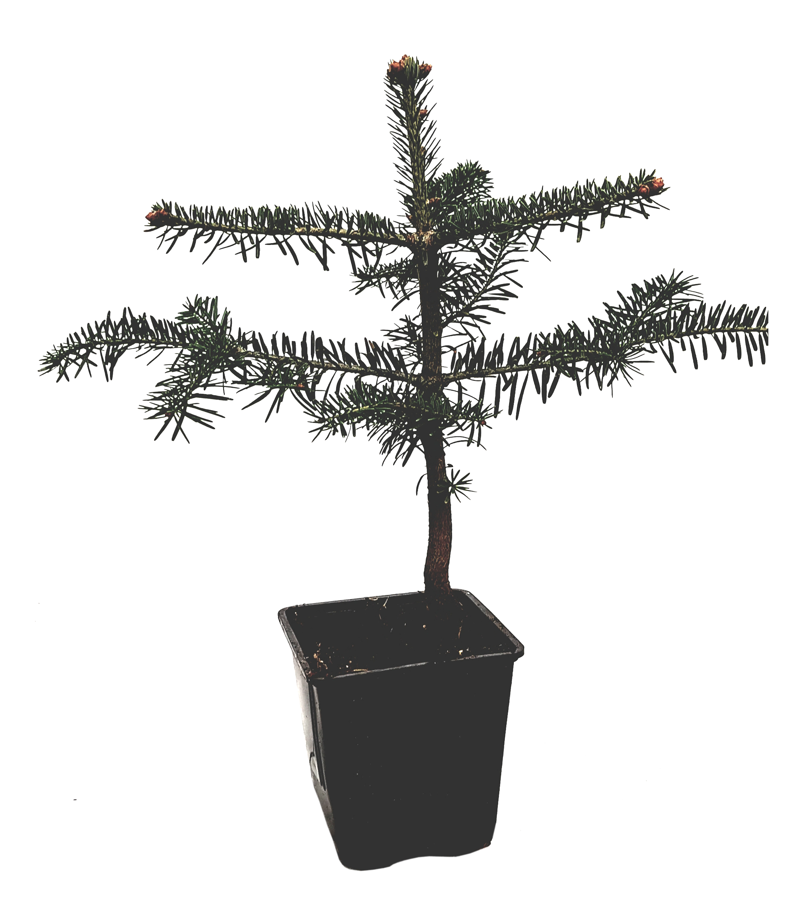 Seedeo® Nordmanntanne (Abies Nordmanniana ambrolauri) Pflanze ca. 25 cm Geschenkedition