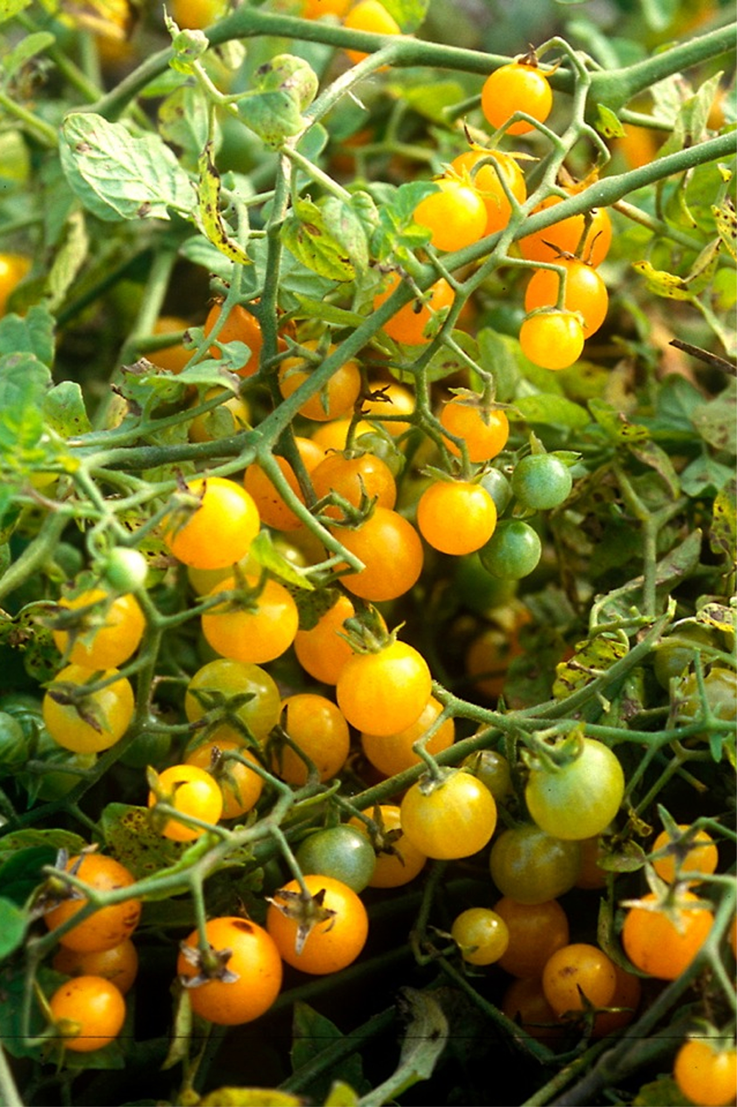 Seedeo® Tomate Gelbe Johannisbeere  (Lycopersicum esculentum Mill.) 30 Samen BIO