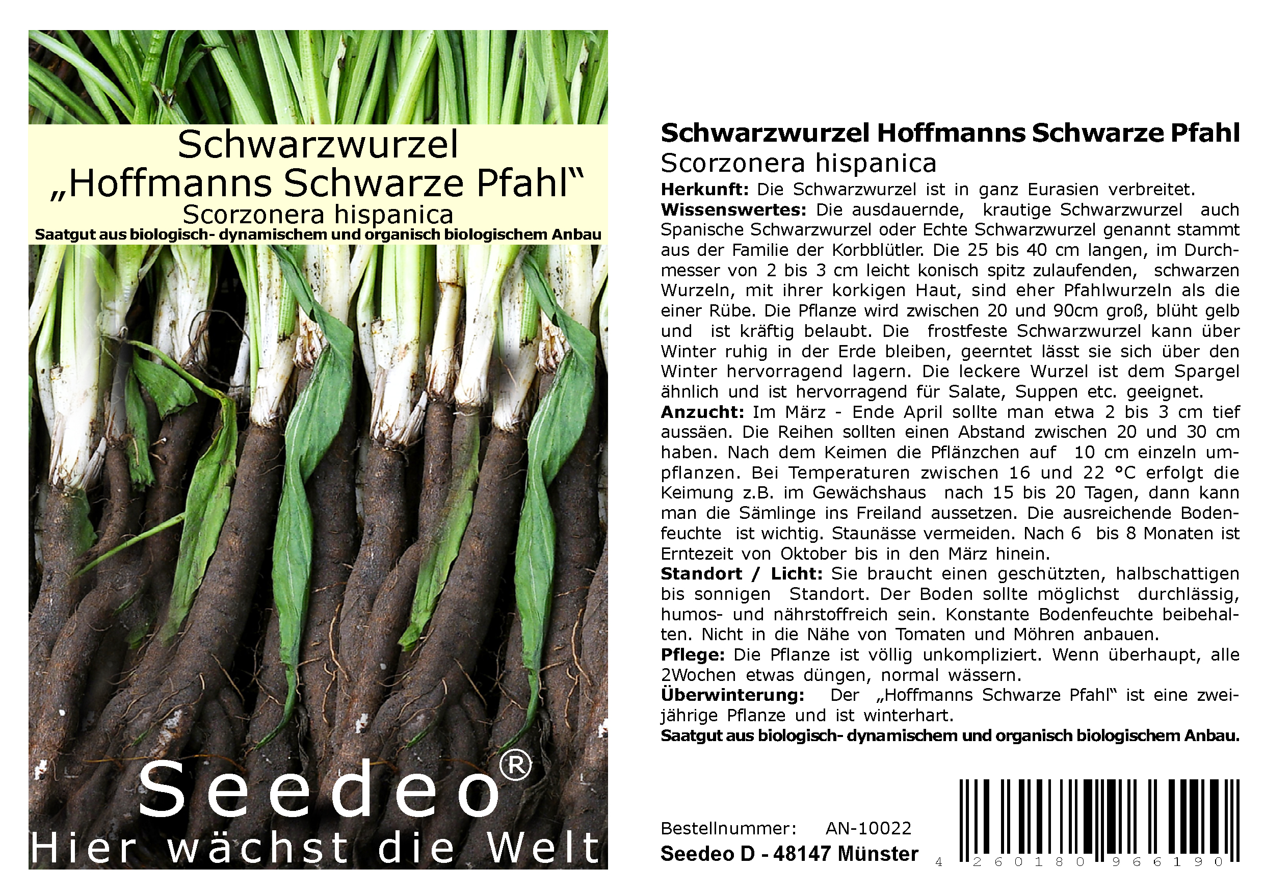 Seedeo® Schwarzwurzel Hoffmanns Schwarze Pfahl (Scorzonera hispanica) ca.100 Samen BIO