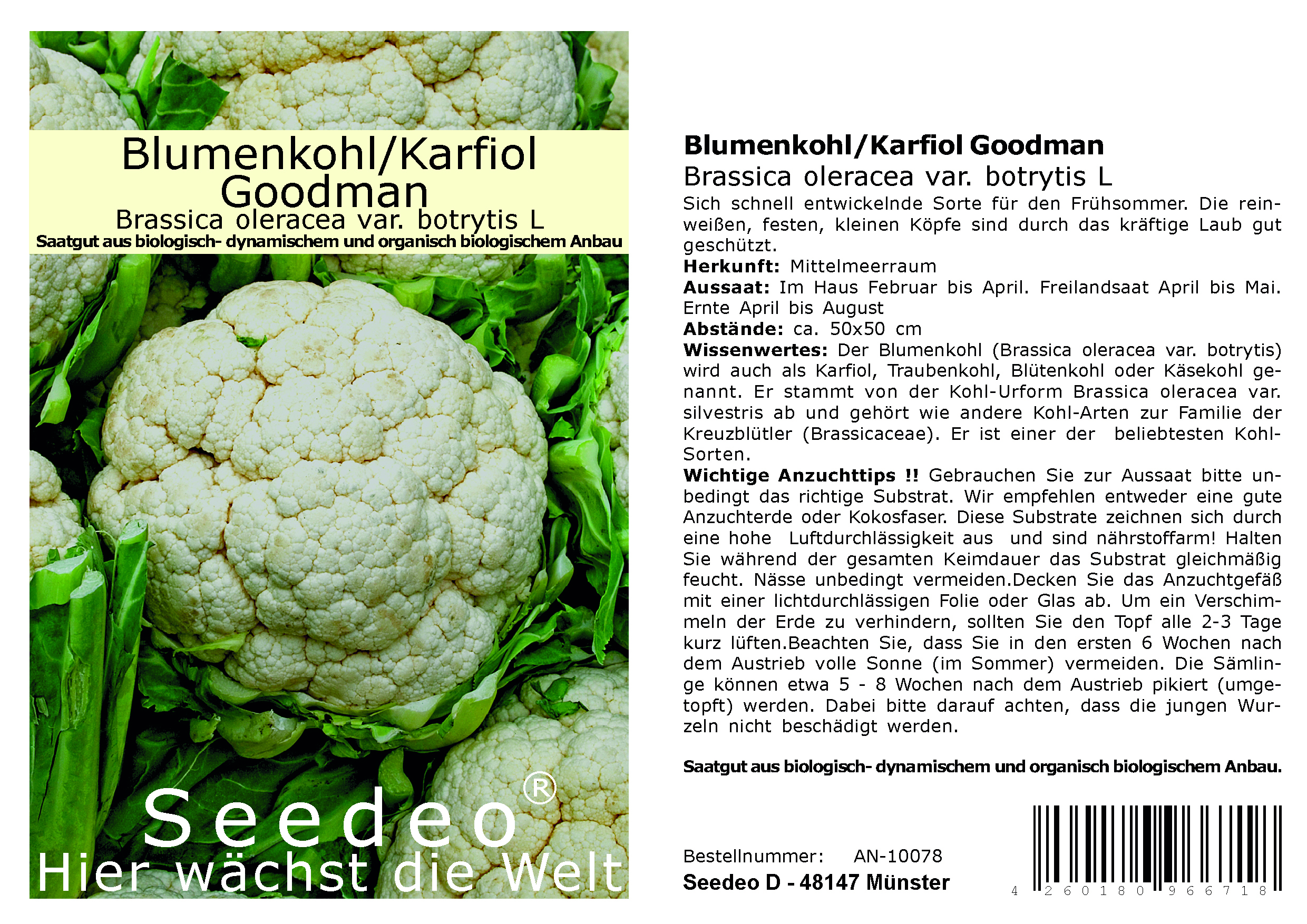 Seedeo® Blumenkohl / Karfiol Goodman (Brassica oleracea var. botrytis L.) 30 Samen BIO