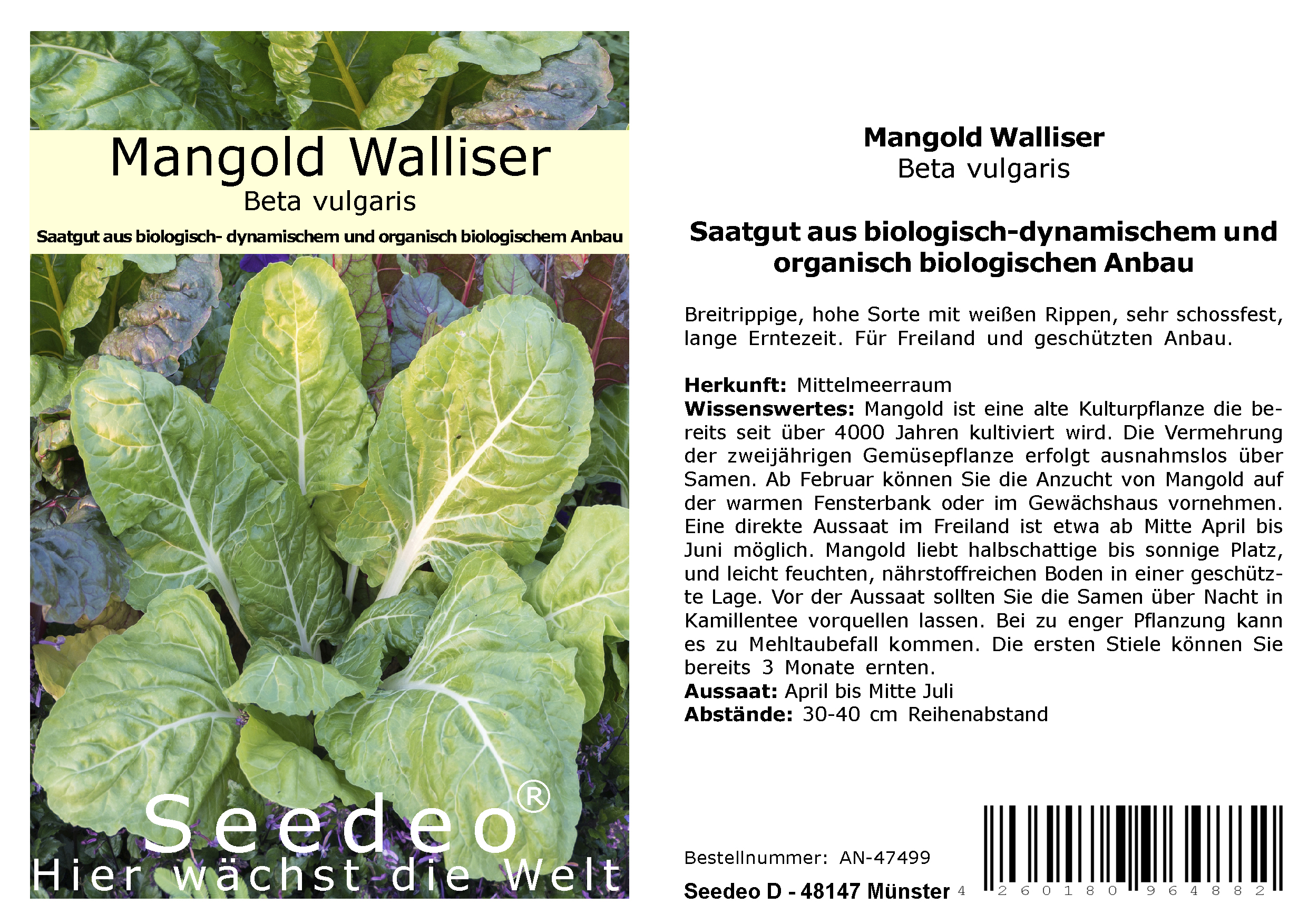 Seedeo® Mangold Walliser (Beta vulgaris)  50 Samen BIO