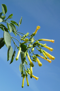 Bild Blaugrüner Tabak (Nicotiana glauca)