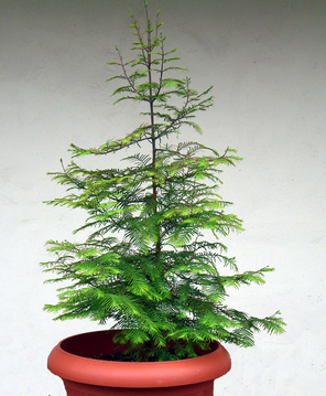 Bild Urwelt-Mammutbaum (Metasequoia) Pflanze 2,5 Jahre alt