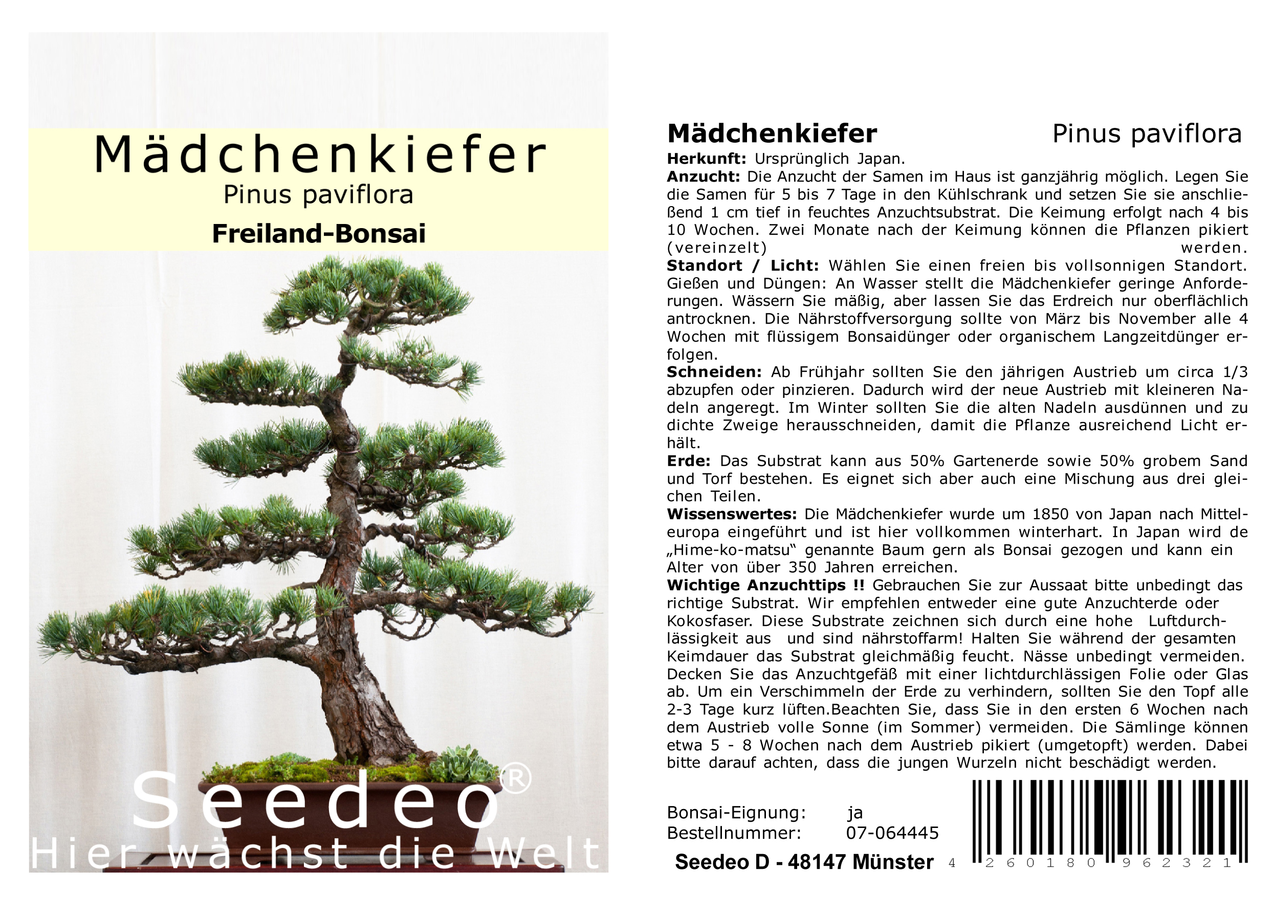 Seedeo® Mädchenkiefer (Pinus paviflora) Bonsai 15 Samen